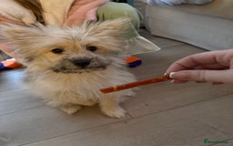 Mixed Breed dogs for sale: Penny the Pomeranian mix  - Image 5