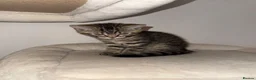 Mixed Breed cats for sale: Three lovely kittens.  - Advert 15