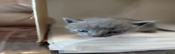 Domestic Shorthair cats for sale: Beautiful litter for sale  in Bedworth - Advert 10