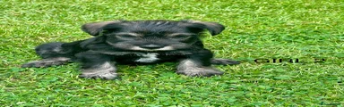 Miniature Schnauzer 3