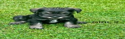 Miniature Schnauzer dogs for sale: Stunning miniature schnauzer puppies  - Advert 5