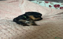 Yorkshire Terrier dogs for sale: Miniature Yorkshire Terrier Puppies  - Image 11