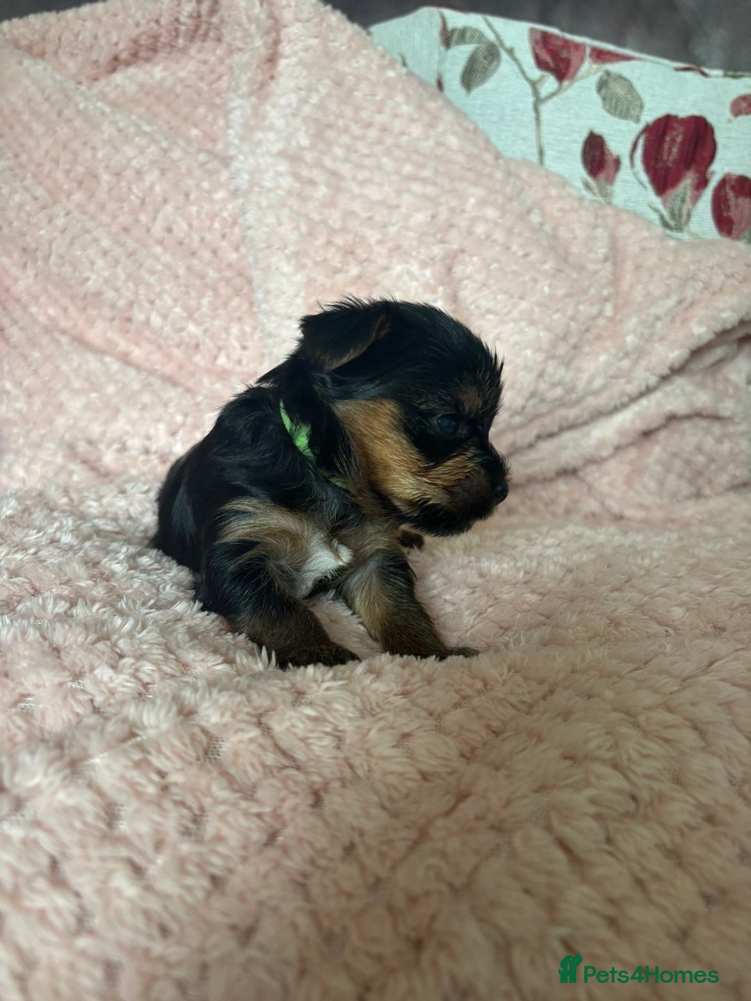 Yorkshire Terrier dogs for sale: Miniature Yorkshire Terrier Puppies  - Image 11