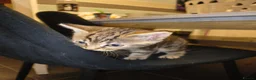Mixed Breed cats for sale: 2 beautiful Male kittens - Advert 4