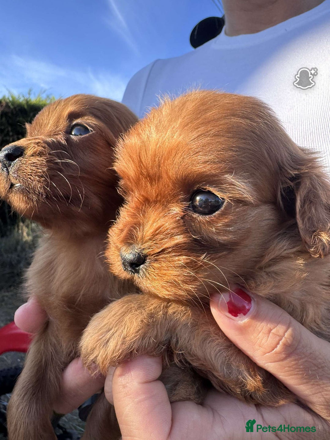 Cavapoo dogs for sale: Beautiful Tiny Cavapoos  - Image 6