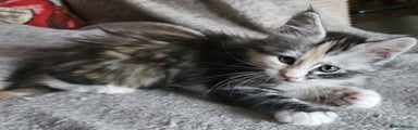 Maine Coon Kitten 6