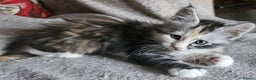 Maine Coon cats for sale: Stunning GCCF registered Maine Coon Kittens  - Advert 5