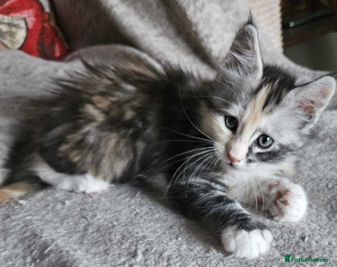 Maine Coon cats for sale: Stunning GCCF registered Maine Coon Kittens  - Advert 5