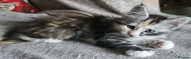 Maine Coon Kitten 6