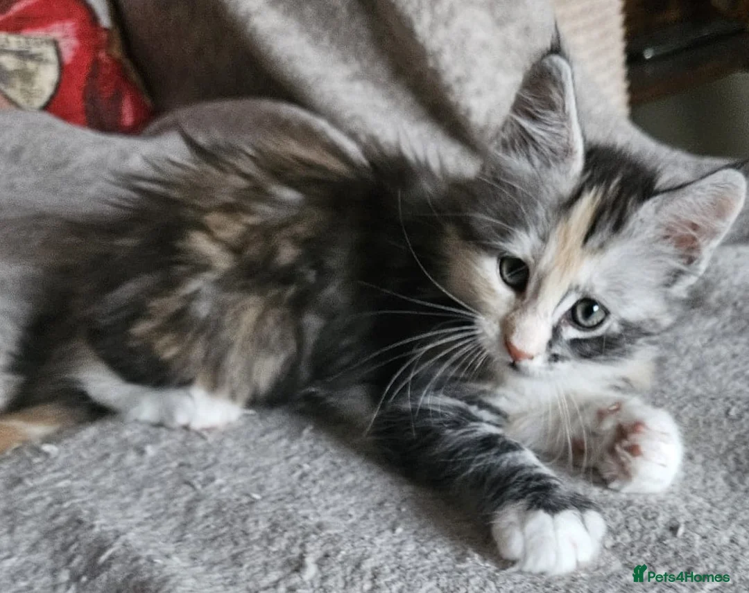 Maine Coon cats for sale: Stunning GCCF registered Maine Coon Kittens  - Advert 5