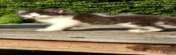 Maine Coon cats for sale: Stunning Mainecoons  - Advert 7