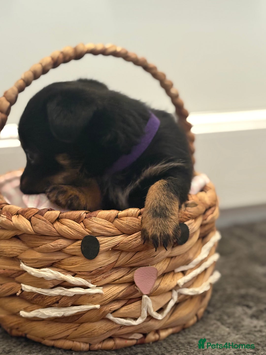 Mixed Breed dogs for sale: Yorkshire terrier x jack Russel  - Image 7