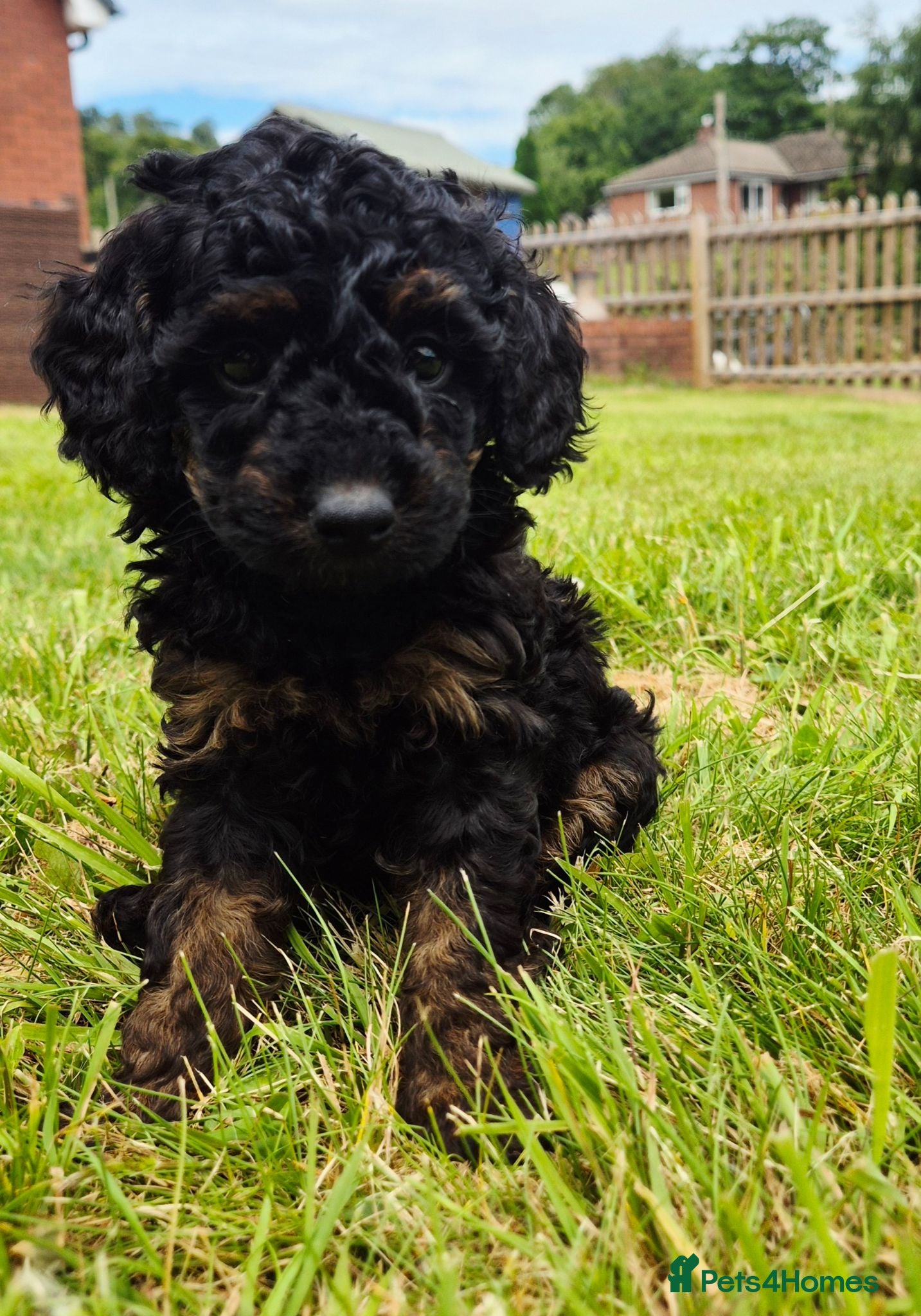 Toy Poodle dogs Stunning Phantom Toy Poodles  - Advert 5