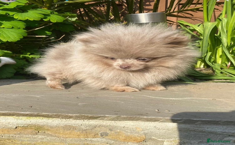 Pomeranian dogs - Advert 3