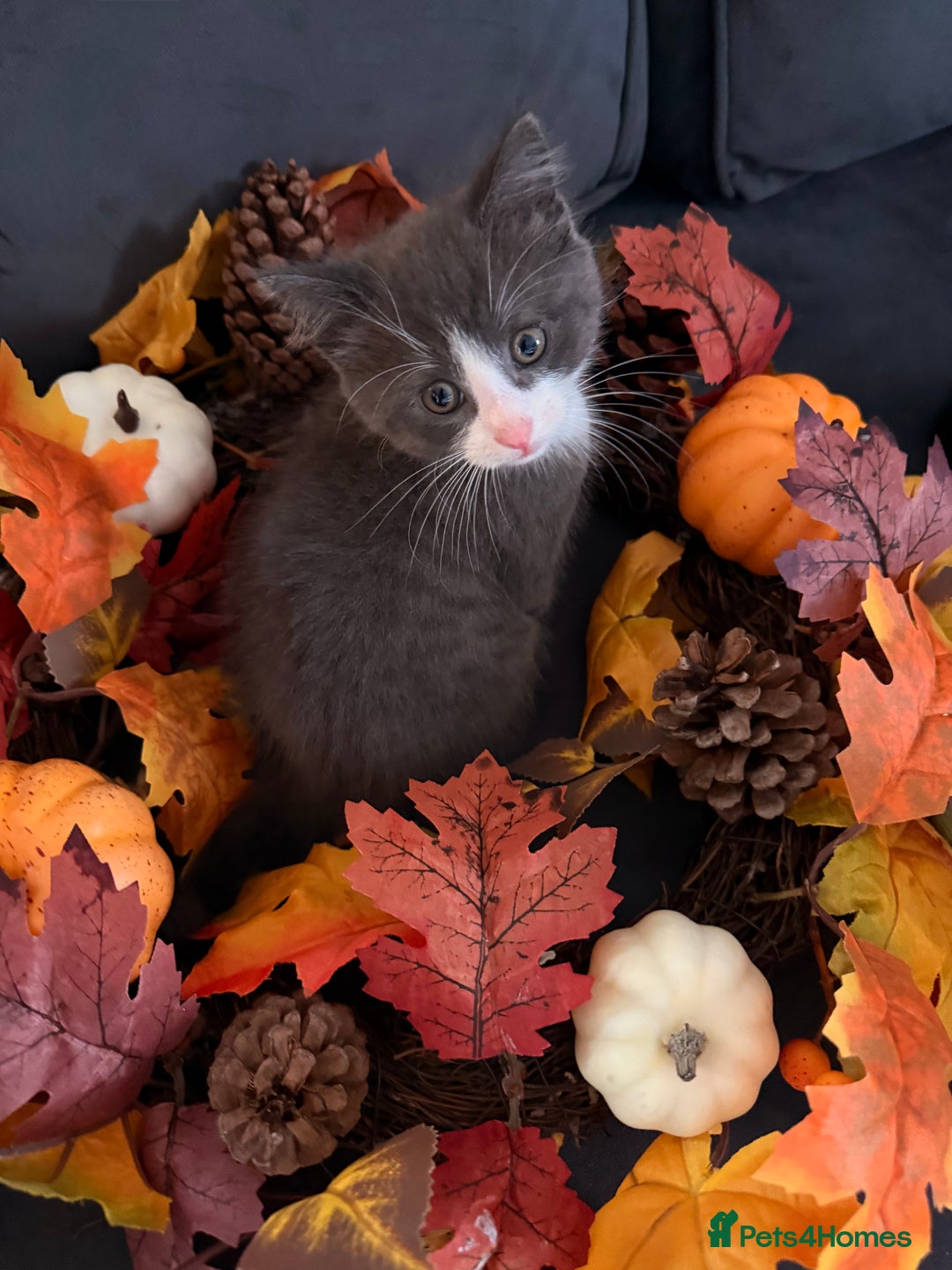 Mixed Breed cats for sale: One male kitten left  - Advert 1