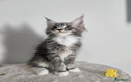 Maine Coon cats for sale: Maine coon male kitten  - Image 3
