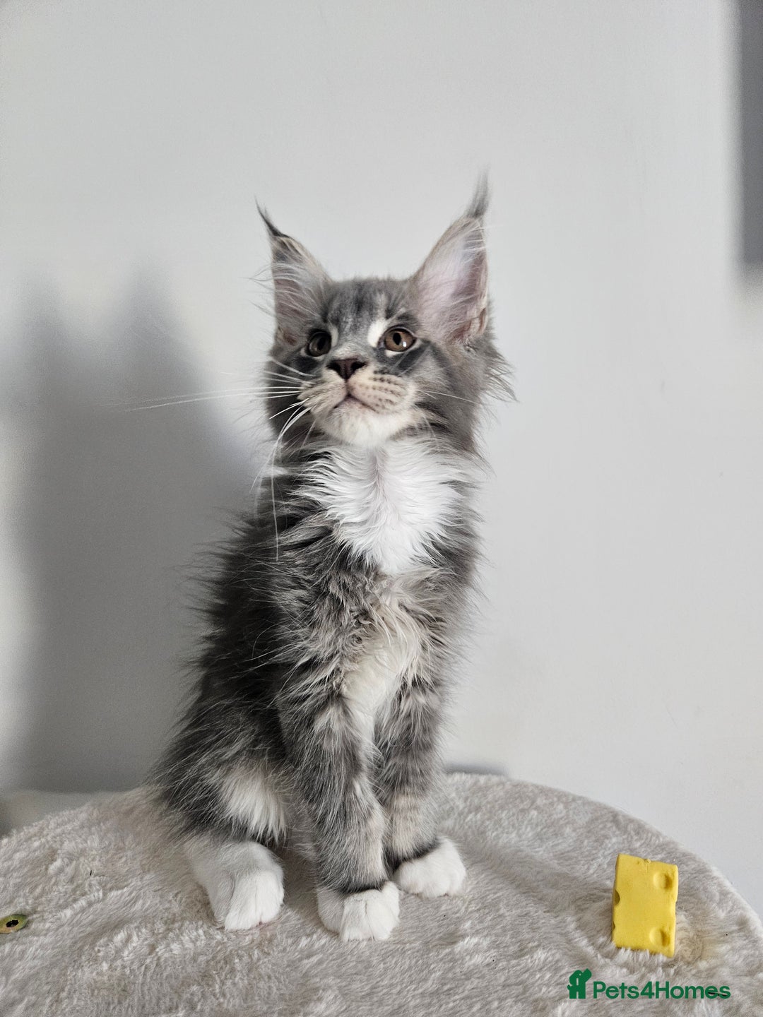 Maine Coon cats for sale: Maine coon male kitten  - Image 3