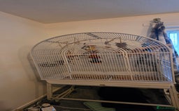 Conures birds for sale: Green cheek conure and a jenday conure for sale  - Image 2