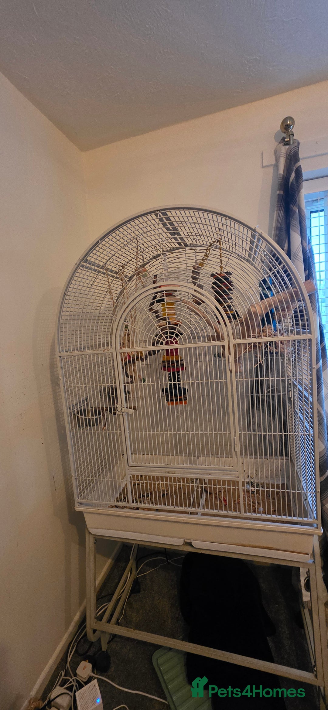 Conures birds for sale: Green cheek conure and a jenday conure for sale  - Image 2