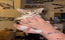 Mixed Breed cats for sale: Two girls left  - Image 7