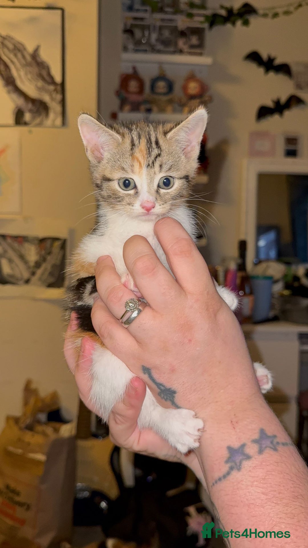 Mixed Breed cats for sale: Two girls left  - Image 7
