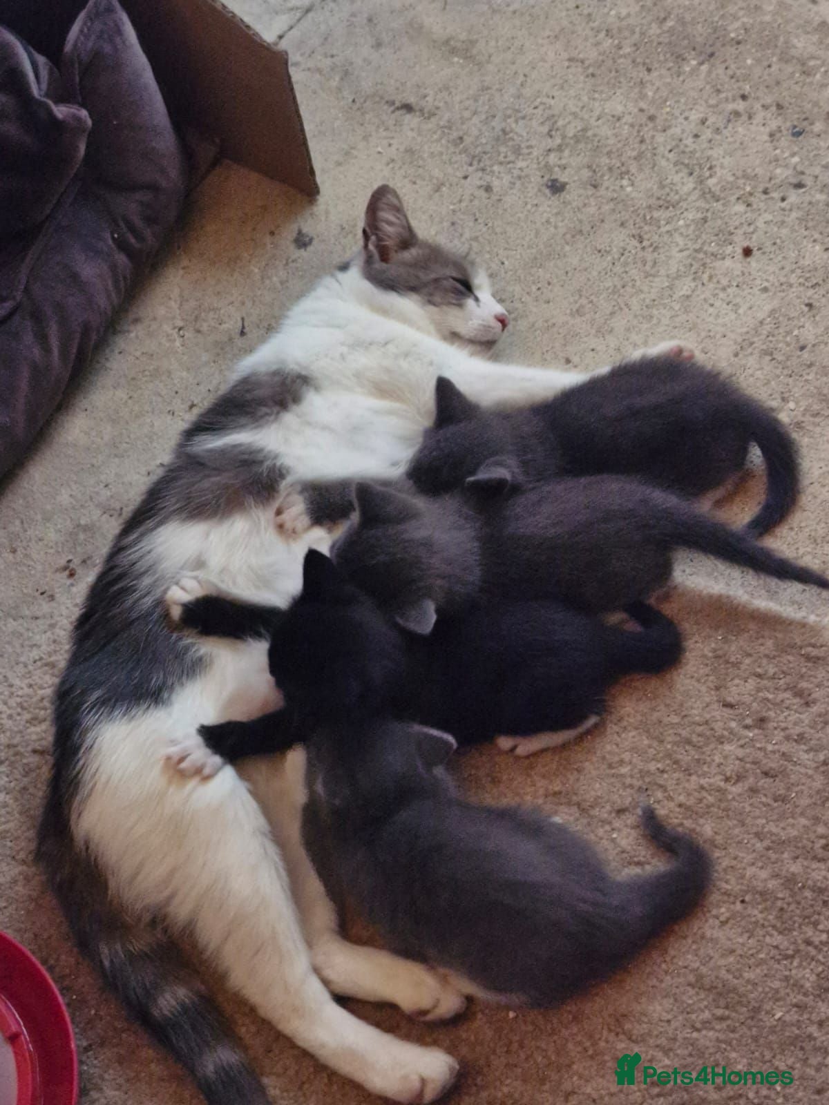 Mixed Breed cats Kittens, grey and white, black - Advert 1