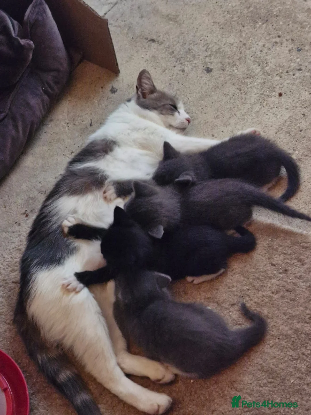 Mixed Breed cats for sale: Kittens, grey and white, black in Chelmsford - Advert 1
