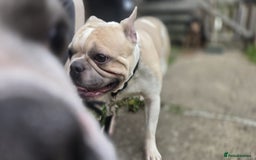 Mixed Breed dogs for sale: French bull dogs in Shrewsbury - Image 5