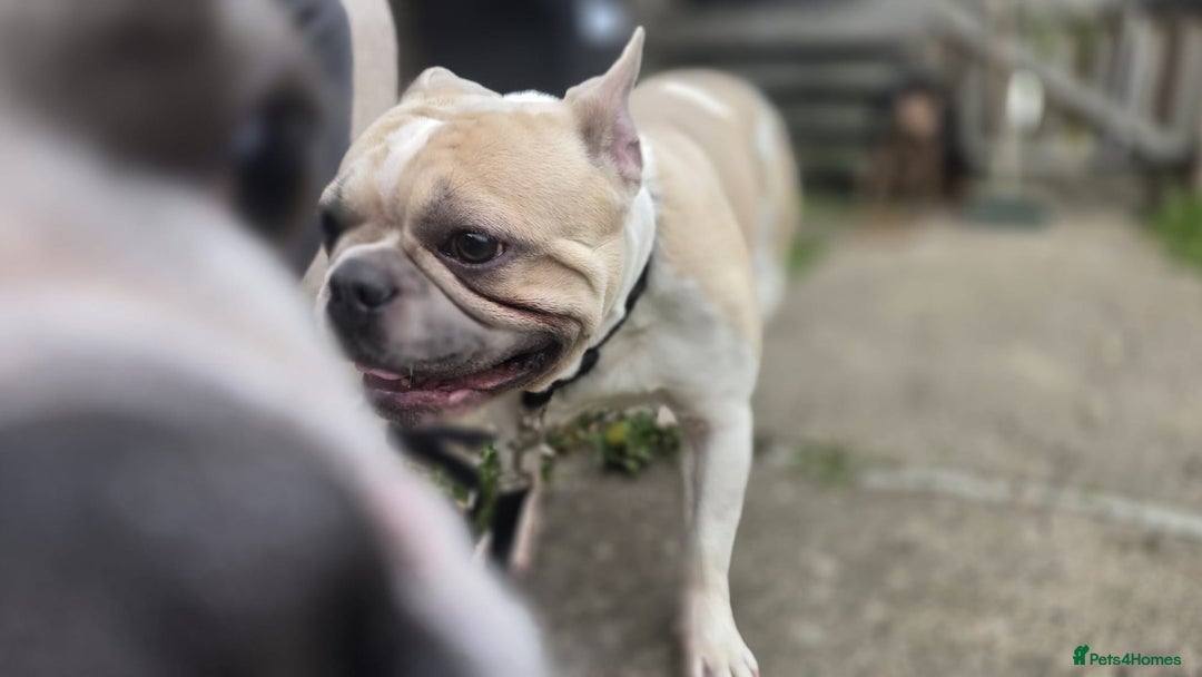 Mixed Breed dogs for sale: French bull dogs in Shrewsbury - Image 5