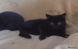 British Shorthair cats for sale: Beautiful black pedigree british shorthairs - Image 5