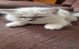Ragdoll cats for sale: 1 female GCCF Pedigree Ragdoll kitten left - Image 32
