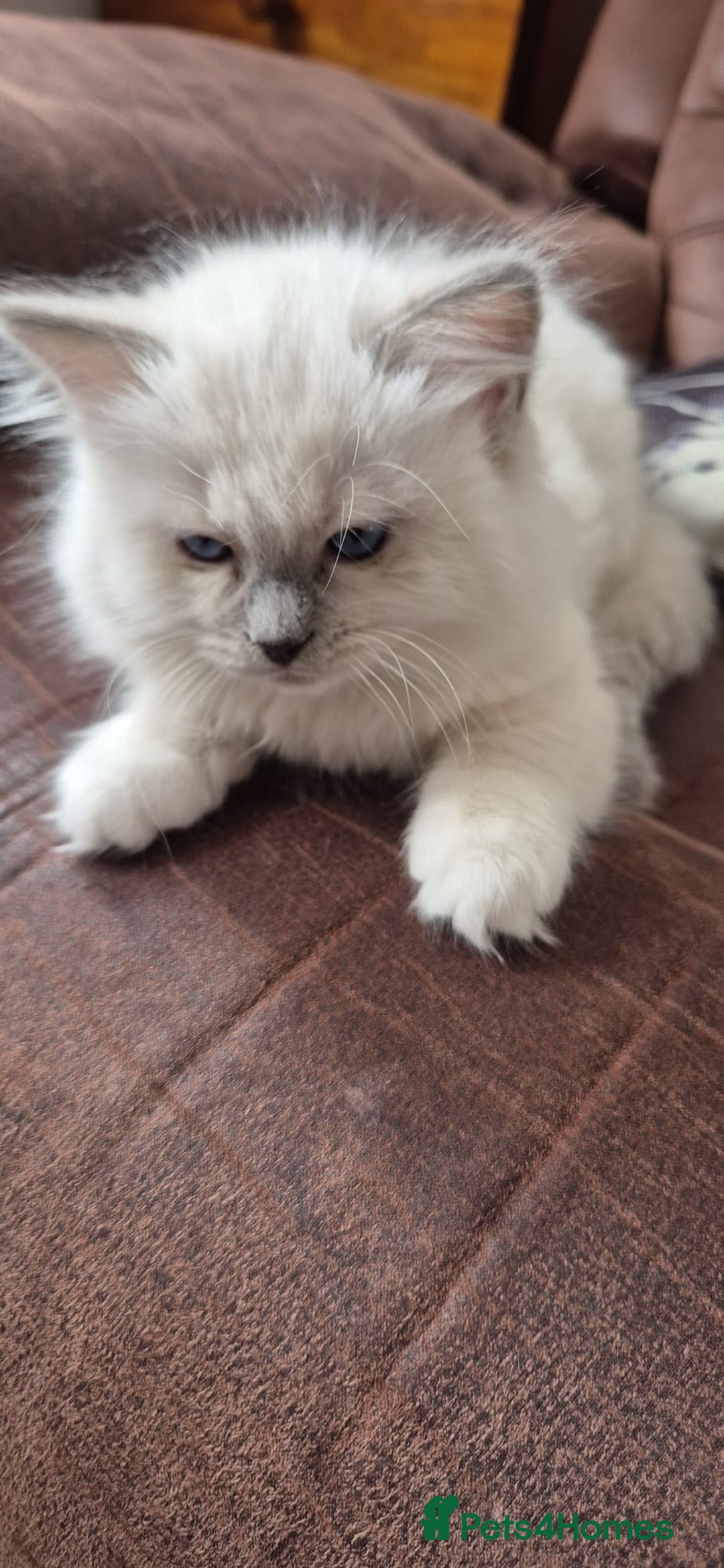 Ragdoll cats for sale: 1 female GCCF Pedigree Ragdoll kitten left - Image 32