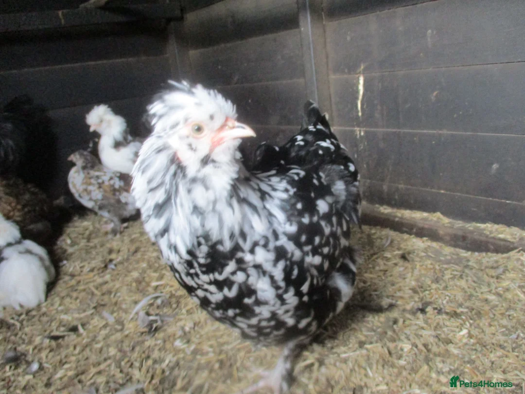 Chickens poultry for sale: Blue laying hybrid Pekin/Araucana  Bantamss - Advert 1