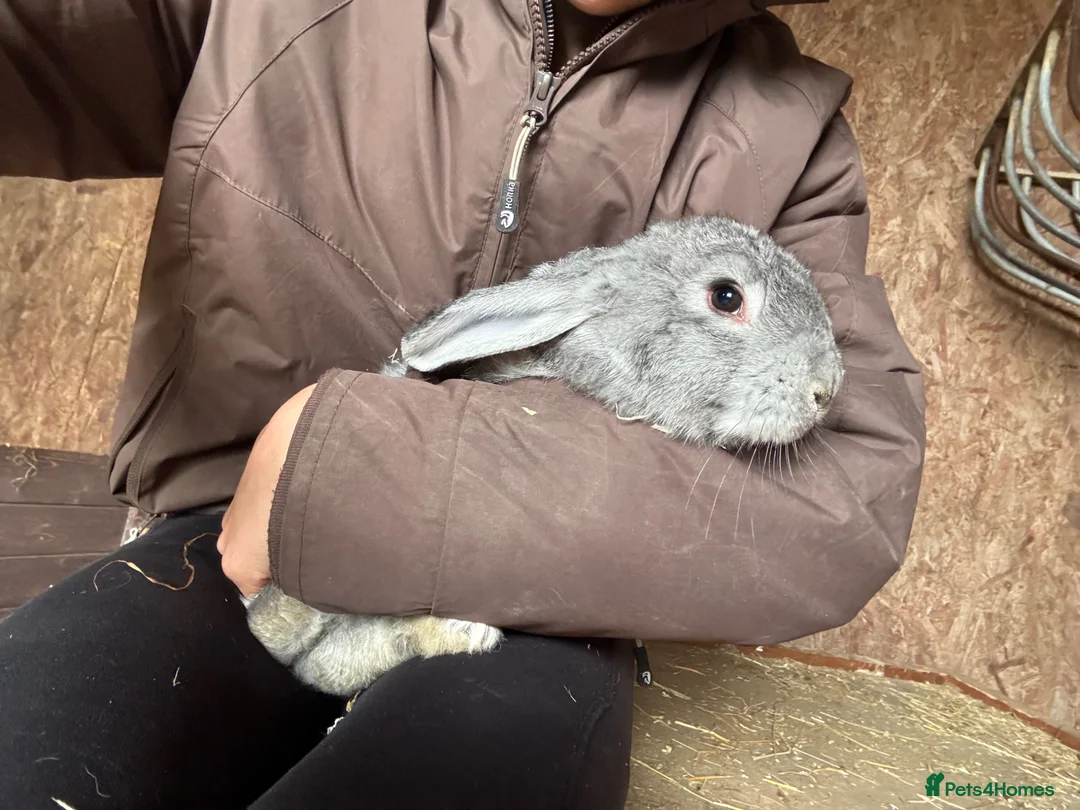 Flemish rabbits for sale: Giant Grey Flemish Babies (SOLD WAITING LIST OPEN) - Advert 2