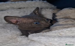 Sphynx cats for sale: Beautiful Canadian Sphynx kittens purebreed  - Image 25
