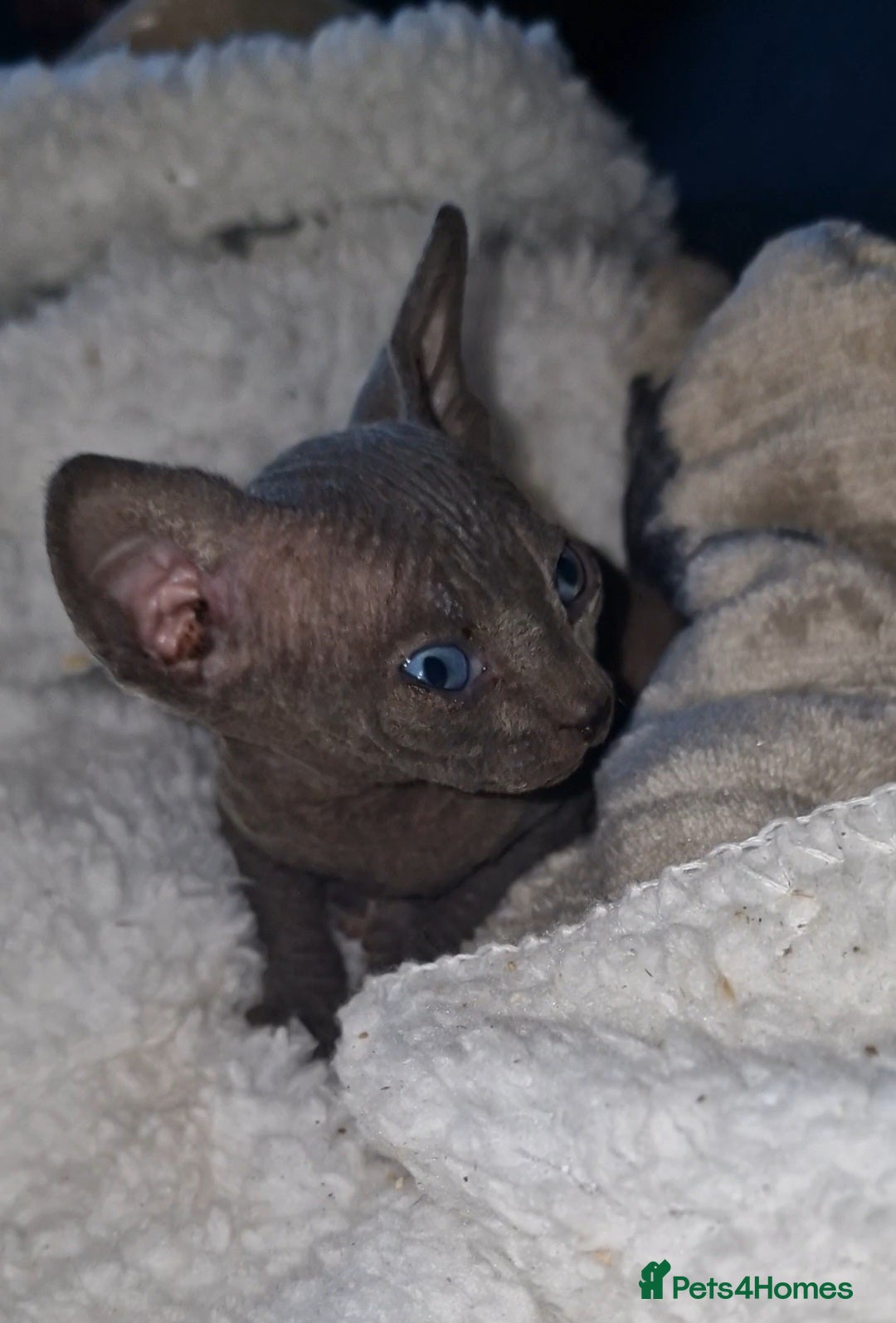 Sphynx cats for sale: Beautiful Canadian Sphynx kittens purebreed  - Image 25