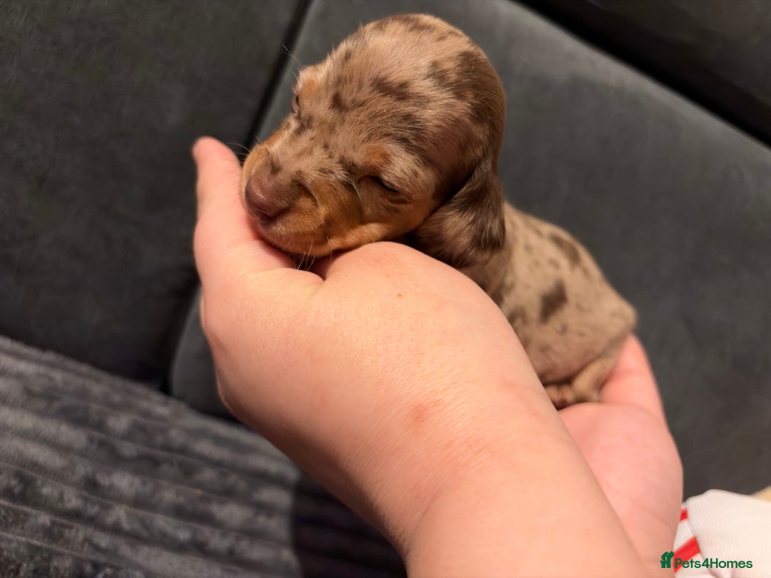 Miniature Dachshund dogs for sale: 🐾 Miniature Dachshund Puppies KC Registered  - Advert 24