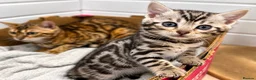 Bengal cats for sale: Stunning Silver Bengal Boy – TICA Reg Litter - Advert 4