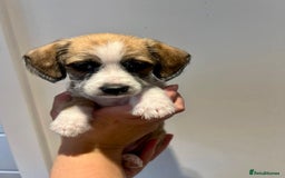 Mixed Breed dogs for sale: Cavapoo x Italian greyhound puppies  - Image 19