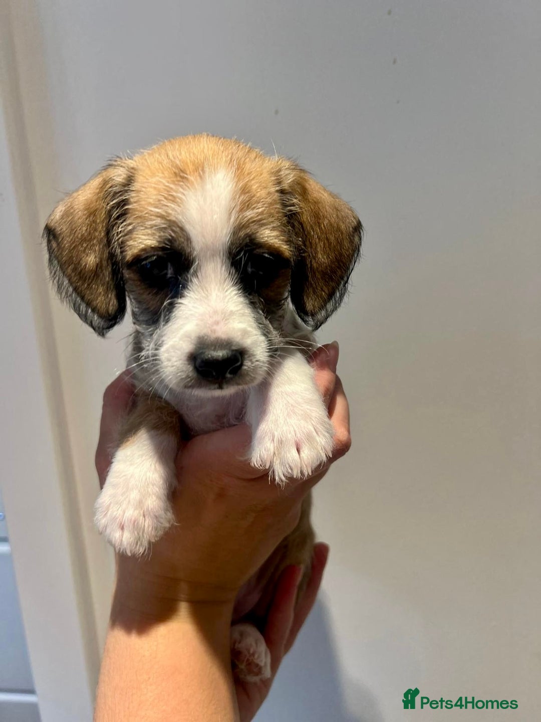 Mixed Breed dogs for sale: Cavapoo x Italian greyhound puppies  - Image 19