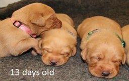 Labrador Retriever dogs for sale: Red Fox Labs : Health Checked-KC Reg-FTCH Pedigree - Image 8