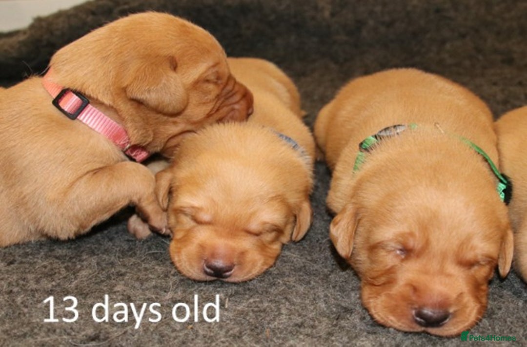 Labrador Retriever dogs for sale: Red Fox Labs : Health Checked-KC Reg-FTCH Pedigree - Image 8