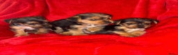 Mixed Breed dogs for sale: Yorkshire terrier cross Jack Russell puppies  - Advert 2