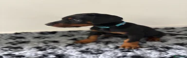 Dobermann Puppy 4
