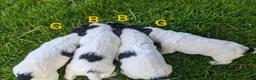 Sprocker dogs for sale: Working sprocker puppies  - Advert 2