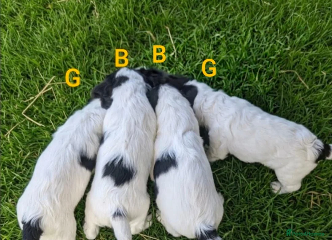 Sprocker dogs for sale: Working sprocker puppies  - Advert 2