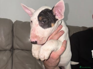 English Bull Terrier dogs English Bull Terrier puppies🐾KC Registered - Advert 2