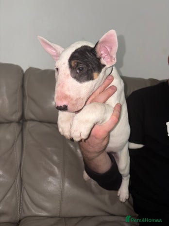 English Bull Terrier dogs - Advert 6
