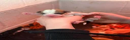 Welsh Corgi Pembroke dogs for sale: Stunning KC registered Corgi Pups - Advert 7