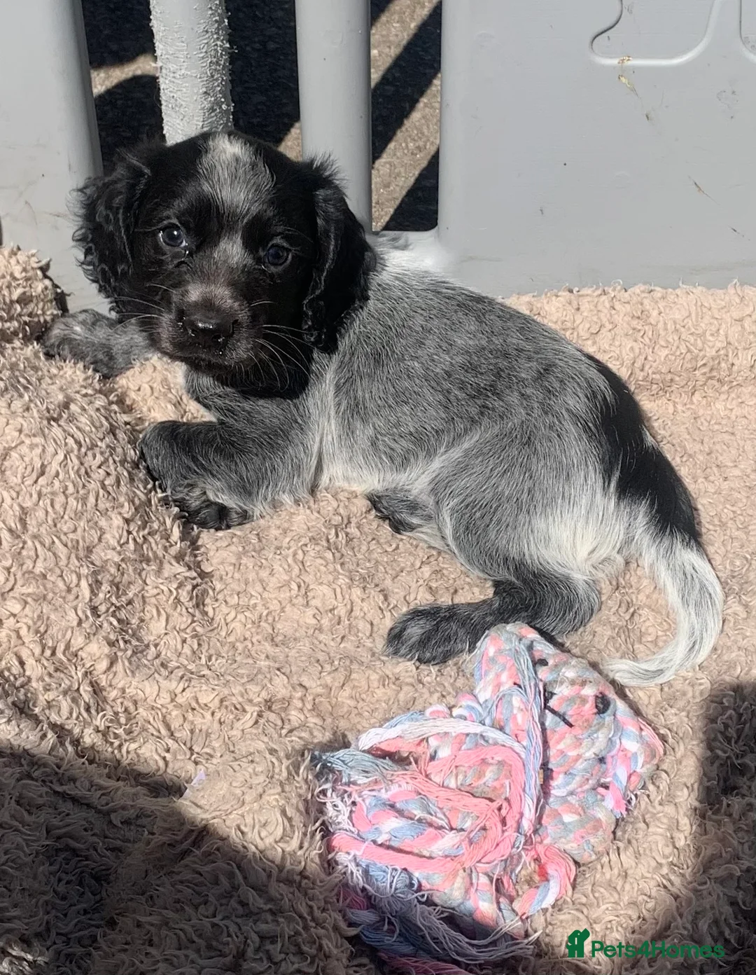 Cocker Spaniel dogs for sale: Blue Roan Cocker Spaniel  in Halifax - Advert 1